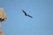 068 110511 Colca Canyon