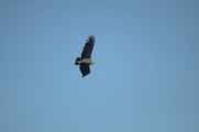 069 110511 Colca Canyon