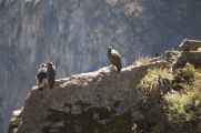 070 110511 Colca Canyon