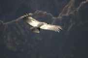 071 110511 Colca Canyon
