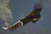 076 110511 Colca Canyon