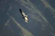 077 110511 Colca Canyon