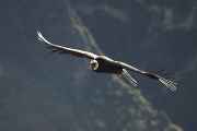 078 110511 Colca Canyon
