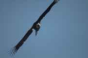 081 110511 Colca Canyon
