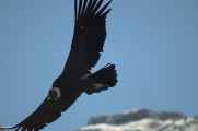 082 110511 Colca Canyon