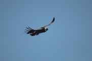 083 110511 Colca Canyon