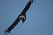 084 110511 Colca Canyon