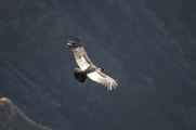 085 110511 Colca Canyon