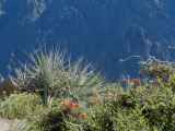 087 110511 Colca Canyon