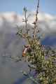 092 110511 Colca Canyon