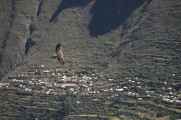 098 110511 Colca Canyon