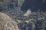 100 110511 Colca Canyon