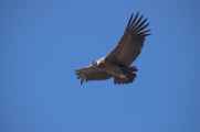 103 110511 Colca Canyon