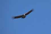 104 110511 Colca Canyon