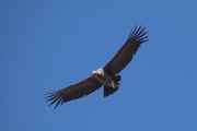 105 110511 Colca Canyon