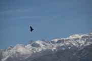 109 110511 Colca Canyon