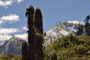 120 110511 Colca Canyon
