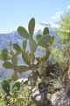 131 110511 Colca Canyon