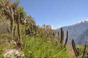 132 110511 Colca Canyon