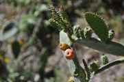 136 110511 Colca Canyon