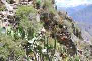 137 110511 Colca Canyon