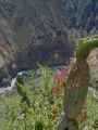 139 110511 Colca Canyon