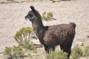 041 110512 Colca-Puno