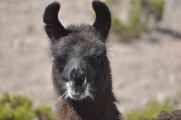 042 110512 Colca-Puno