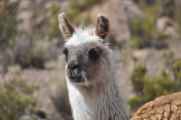 043 110512 Colca-Puno