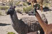 044 110512 Colca-Puno