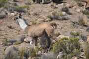 045 110512 Colca-Puno