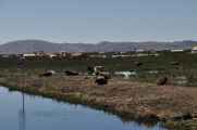 025 110513 Puno