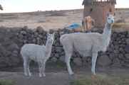 121 110513 Puno