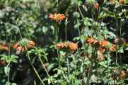 023 110517 Inca Trail 1