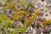 039 110517 Inca Trail 1