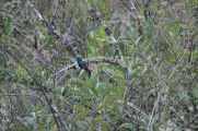 045 110517 Inca Trail 1
