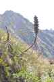 040 110518 Inca Trail 2