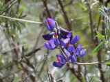 044 110518 Inca Trail 2
