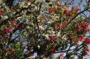 010 110519 Inca Trail 3