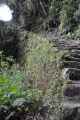 082 110519 Inca Trail 3