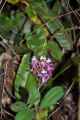 084 110519 Inca Trail 3
