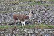 092 110519 Inca Trail 3