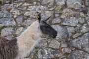 093 110519 Inca Trail 3