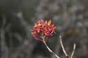 099 110519 Inca Trail 3