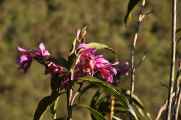 017 110520 Inca Trail 4