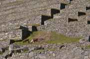 039 110520 Inca Trail 4