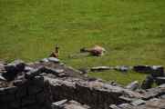 050 110520 Inca Trail 4