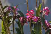 054 110520 Inca Trail 4