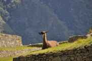 069 110520 Inca Trail 4