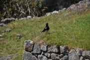 076 110520 Inca Trail 4